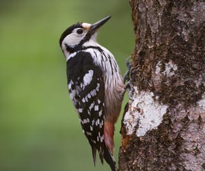 Тоншуур (Хондлойцагаан тоншуур)